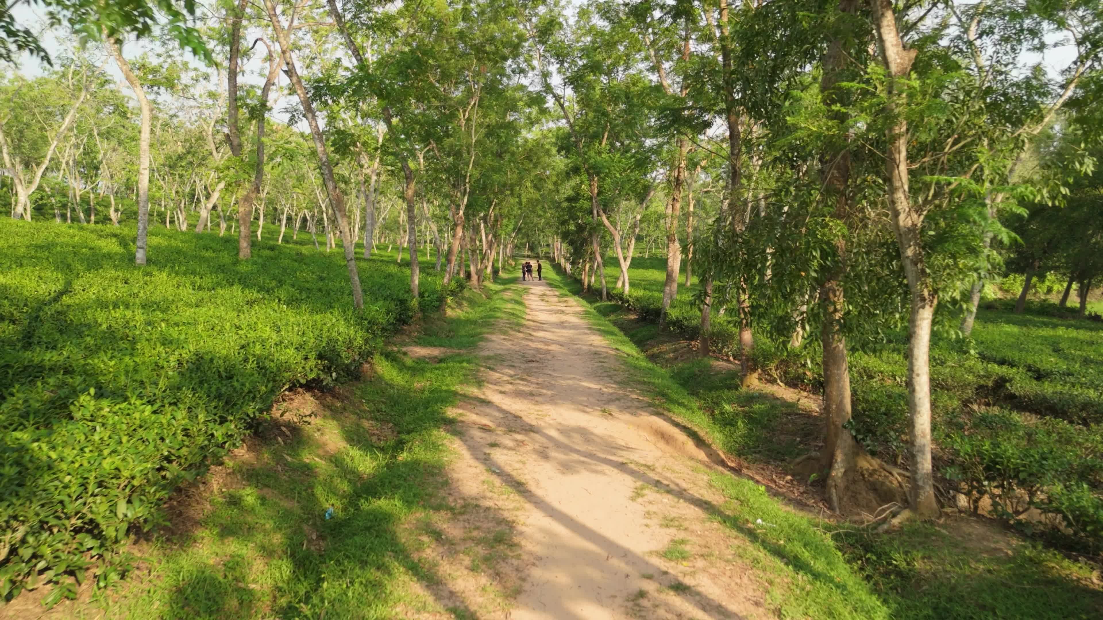 Lush Tea Pathway in Bangladesh Plantation Free Stock Video Footage ...