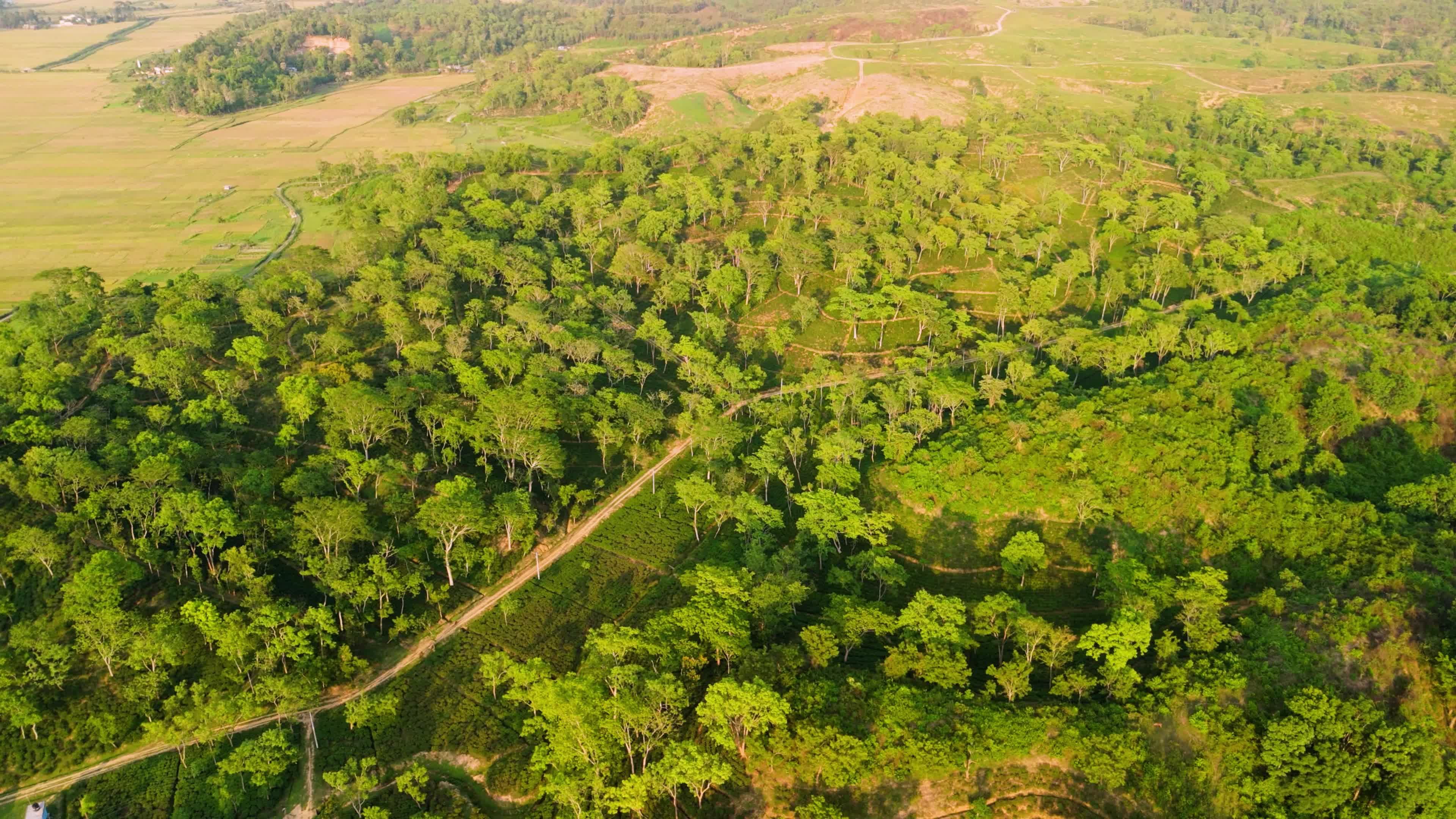 Kodala Tea Estate – O Primeiro Jardim De Chá De Bangladesh, Rico Em ...