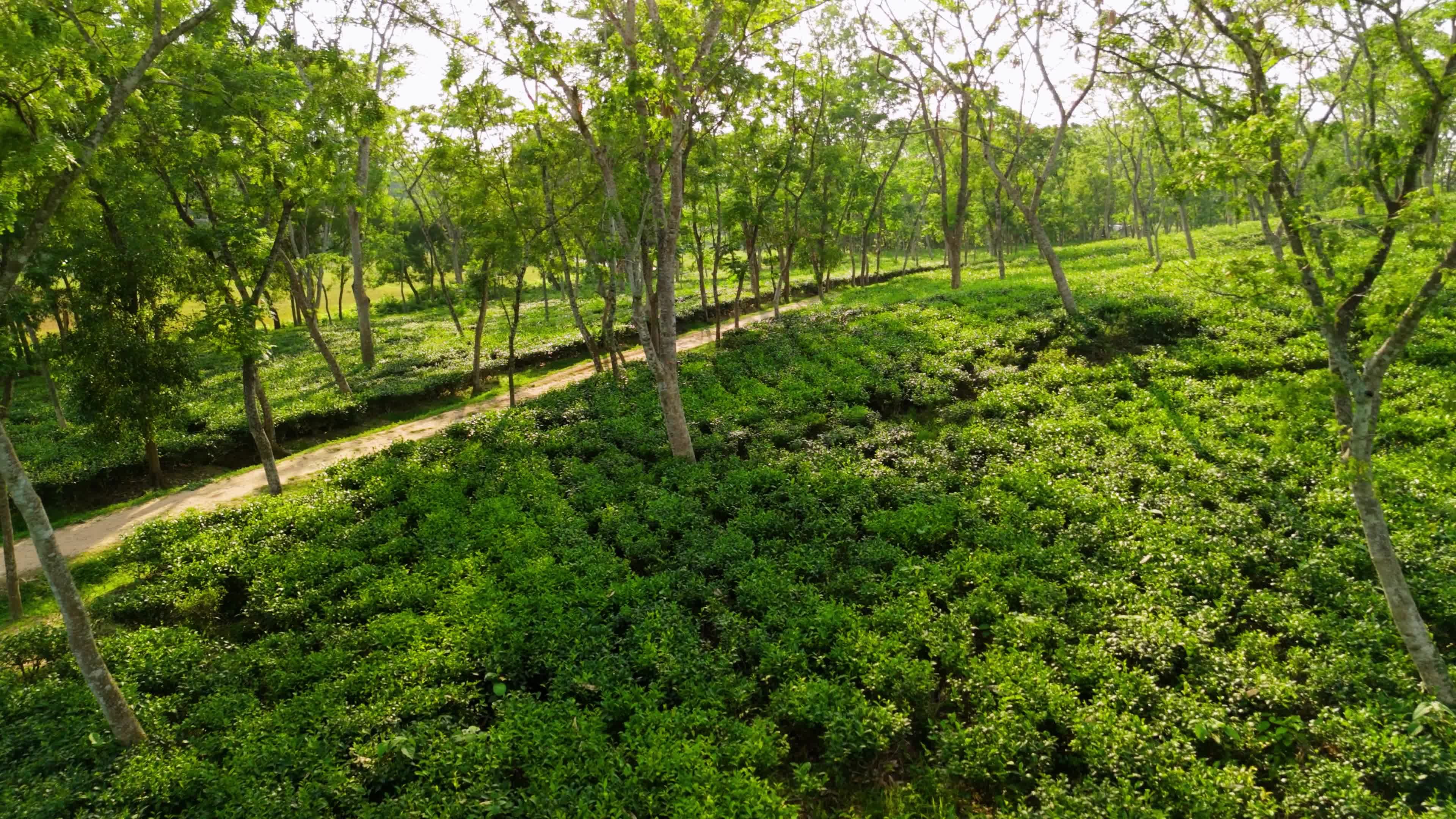 Lush Green Tea Plantations in Bangladesh Free Stock Video Footage ...