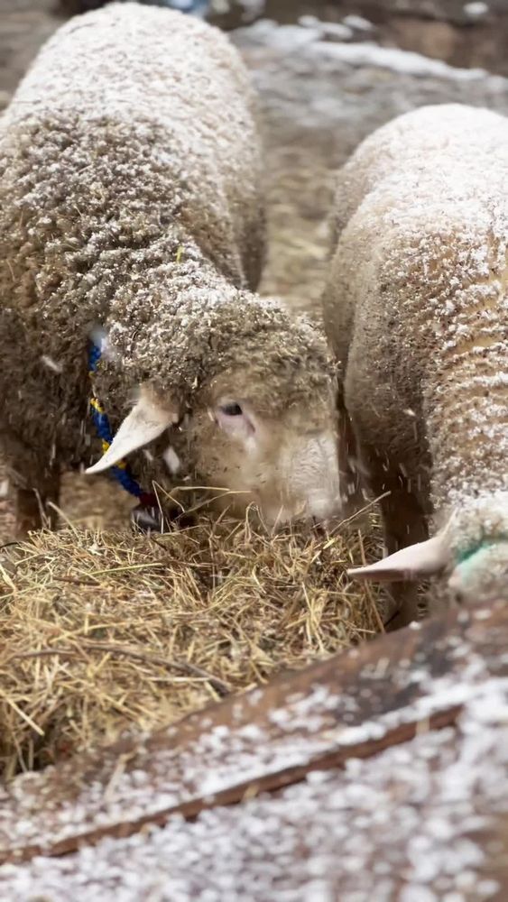 Sheep Videos, Download The BEST Free 4k Stock Video Footage & Sheep HD ...
