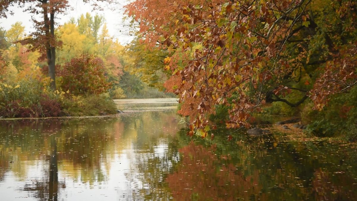 Fall Background Mp4 Fall Videos, Download The BEST Free 4k Stock Video Footage & Fall HD ...