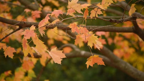 Осенний ветер дует сквозь листья дерева