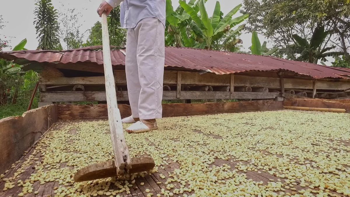 Secando Cafe SECADO DE CAFÉ - CAFICULTOR - COLOMBIA Free Stock Video Footage ...