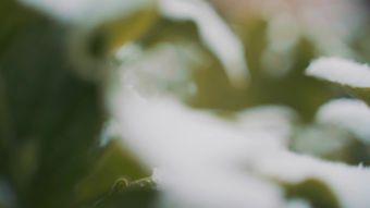 雪蛤免费下载视频素材视频素材