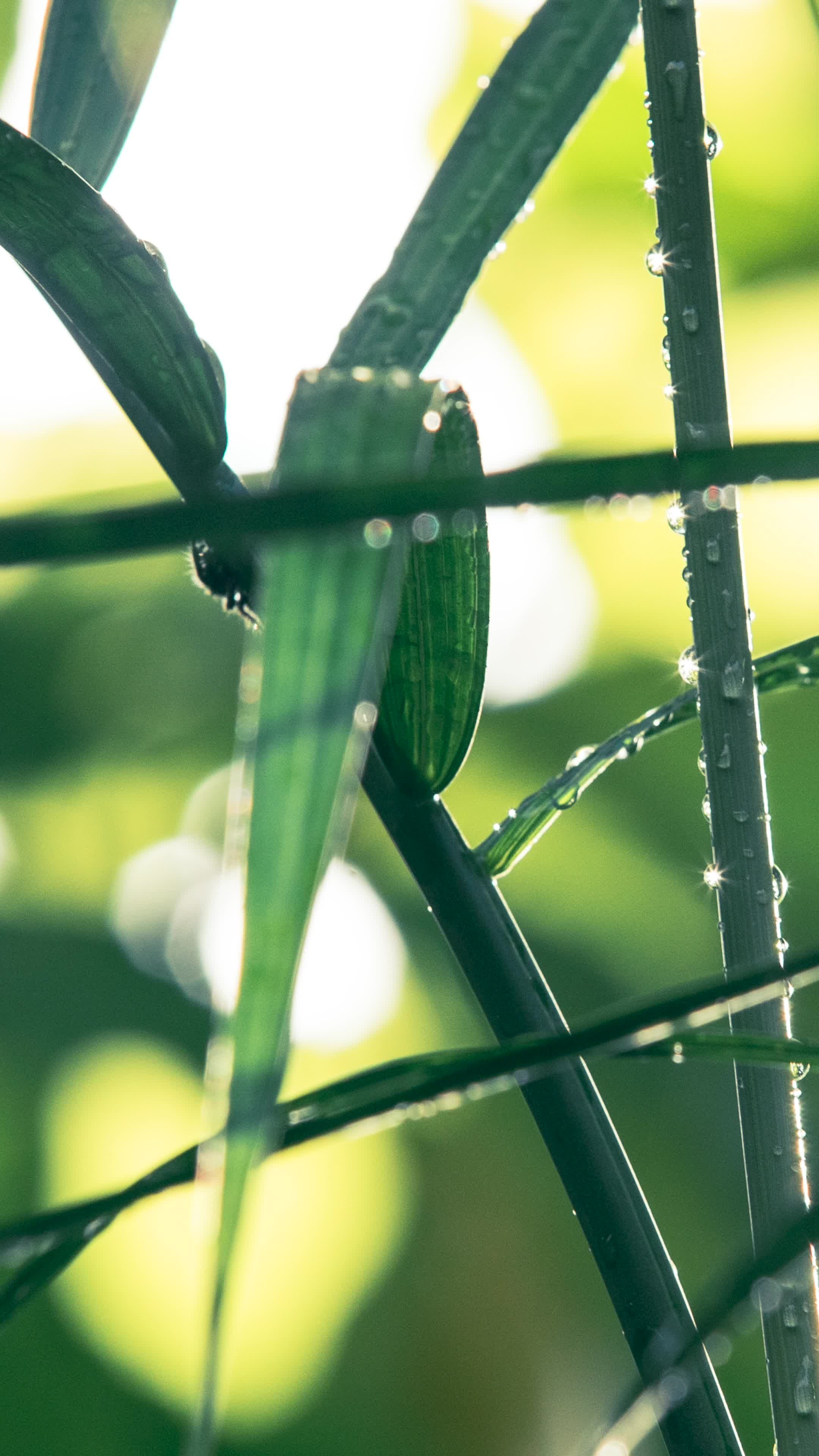 Plant 4k Wallpaper Videos, Download The BEST Free 4k Stock Video ...