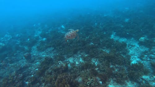 Onderwater Uitzicht Op Zeeschildpad Zwemmen