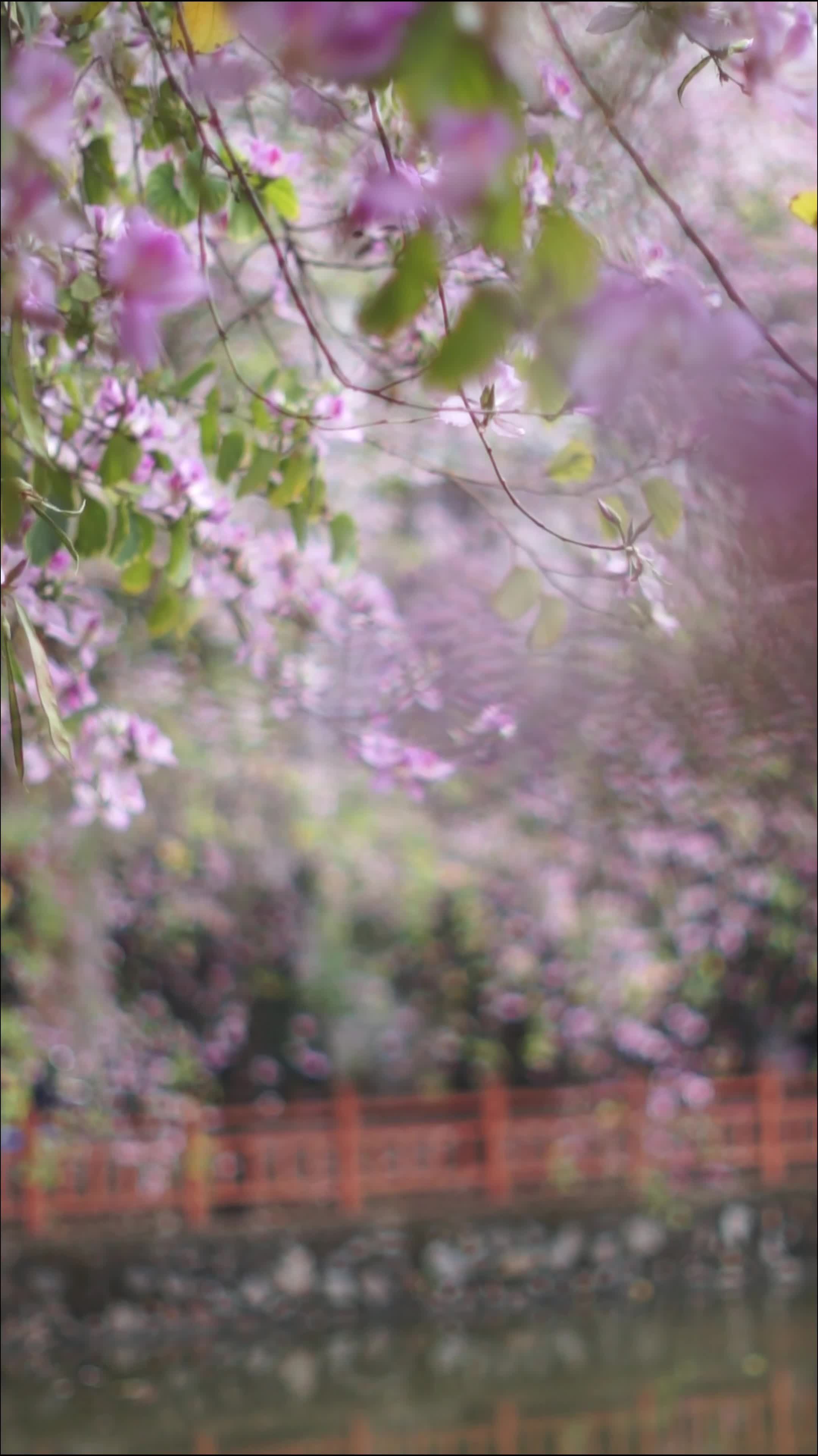 Serene Spring Blossoms Over a Tranquil Pond Free Stock Video Footage ...