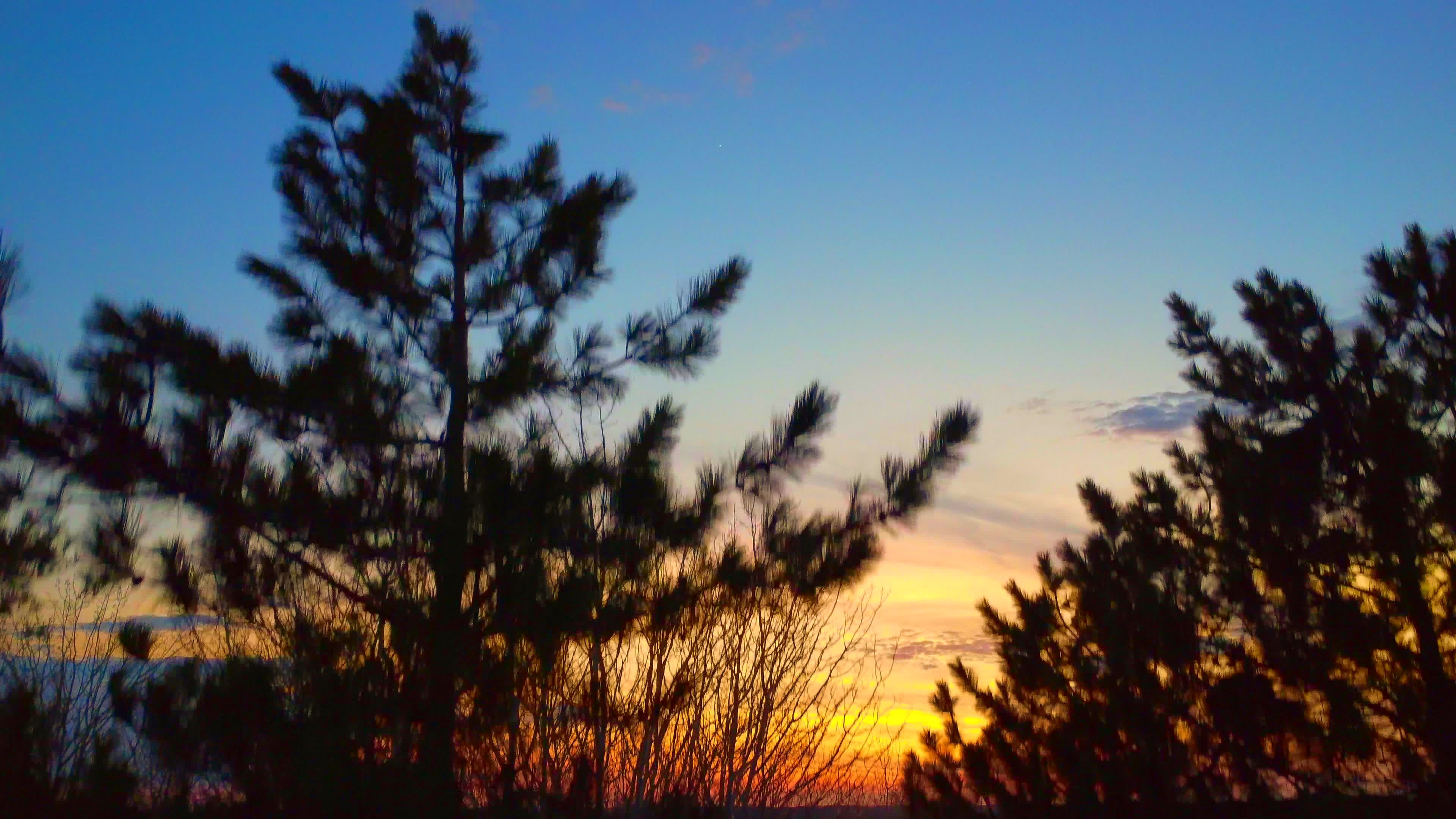 vibrant sunset over silhouetted trees 31081706