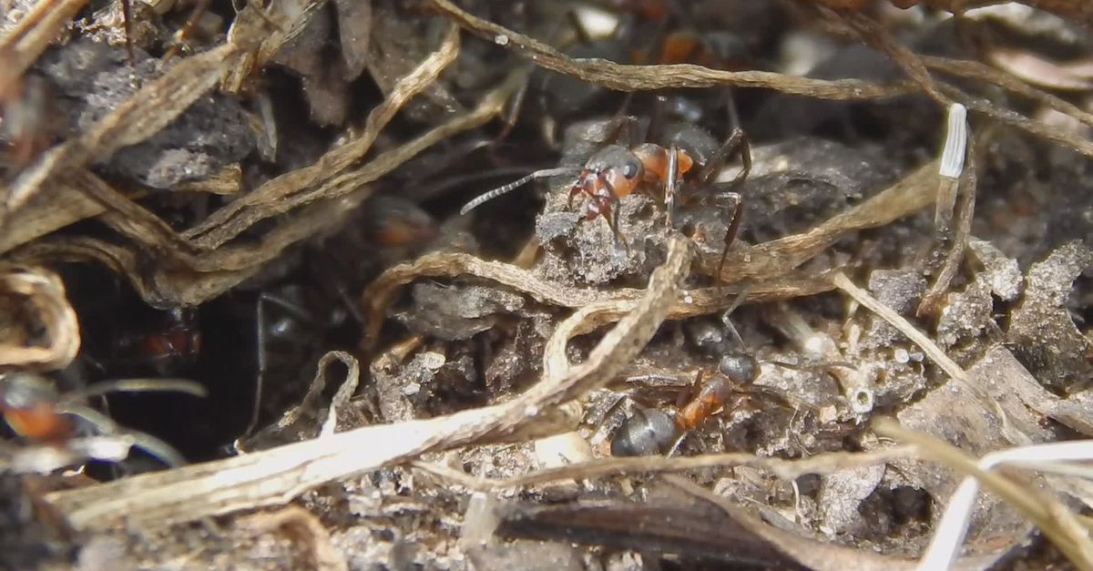 Close-Up of Ants in Natural Habitat Free Stock Video Footage, Royalty ...