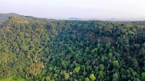 Kalın Bir Dağ Ormanı üzerinde Tarım İçin Arazi Temizleme