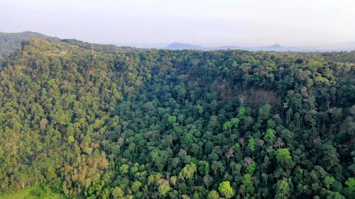 在茂密的高山森林上耕種土地