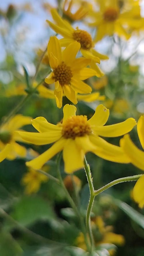 Flores Amarelas Em Flor