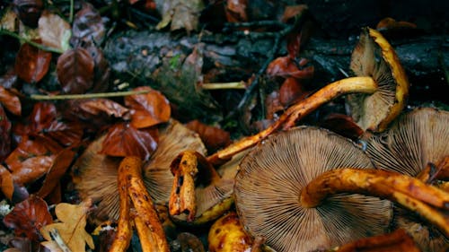 Uprooted Wild Mushroom Lying On The Wet Ground