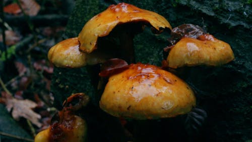 Wild Mushrooms Growing On Mossy Rocks