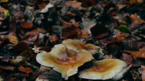 Cogumelos Comestíveis Na Floresta