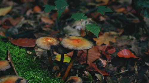Дикий гриб, растущий на влажной земле