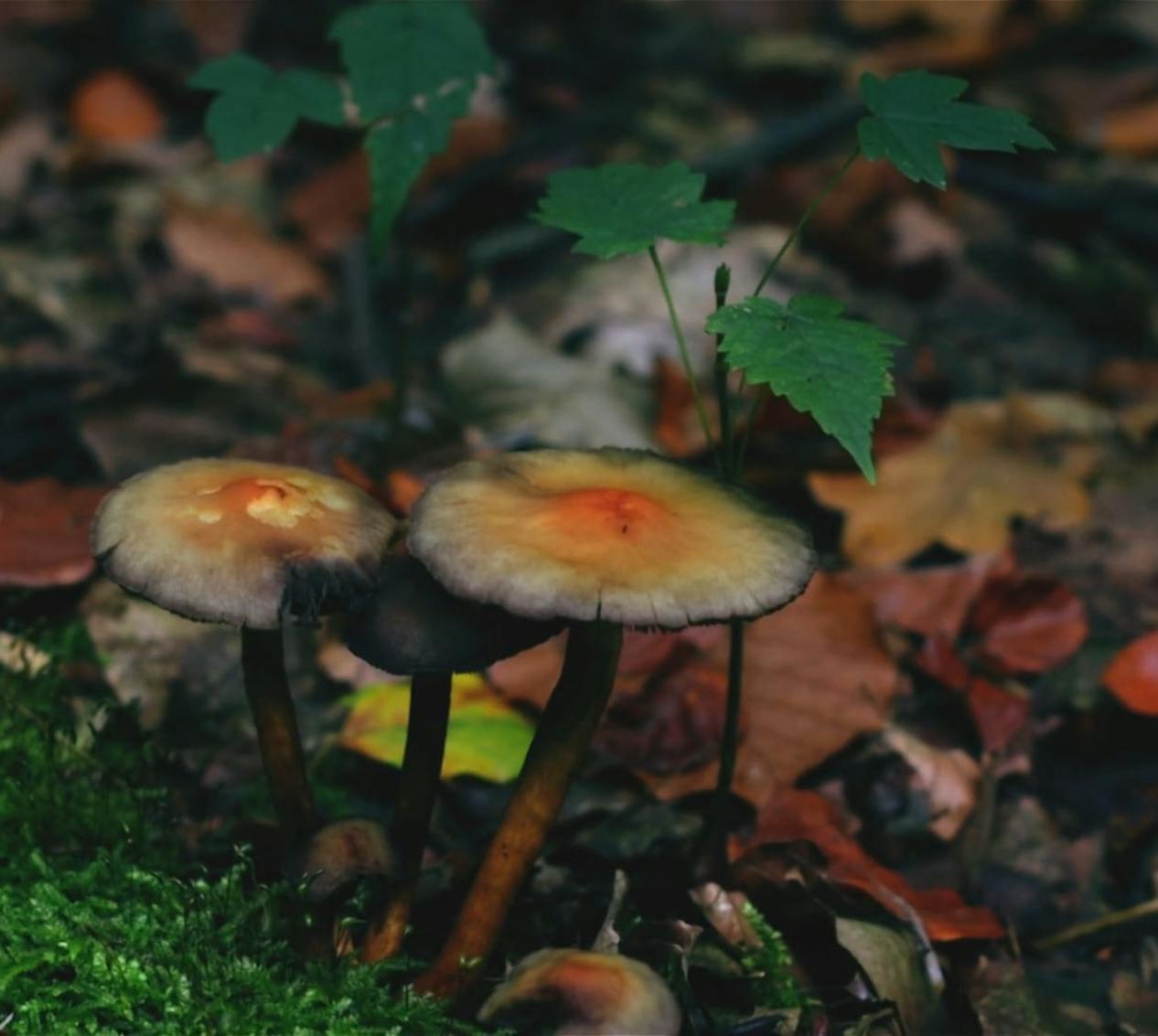 Autumn Leaves Photos Download The BEST Free Autumn Leaves Stock Photos Autumn Leaves Photos Download The BEST Free Autumn Leaves Stock Photos