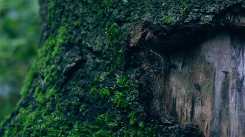 Moss Growing On A Tree Bark 