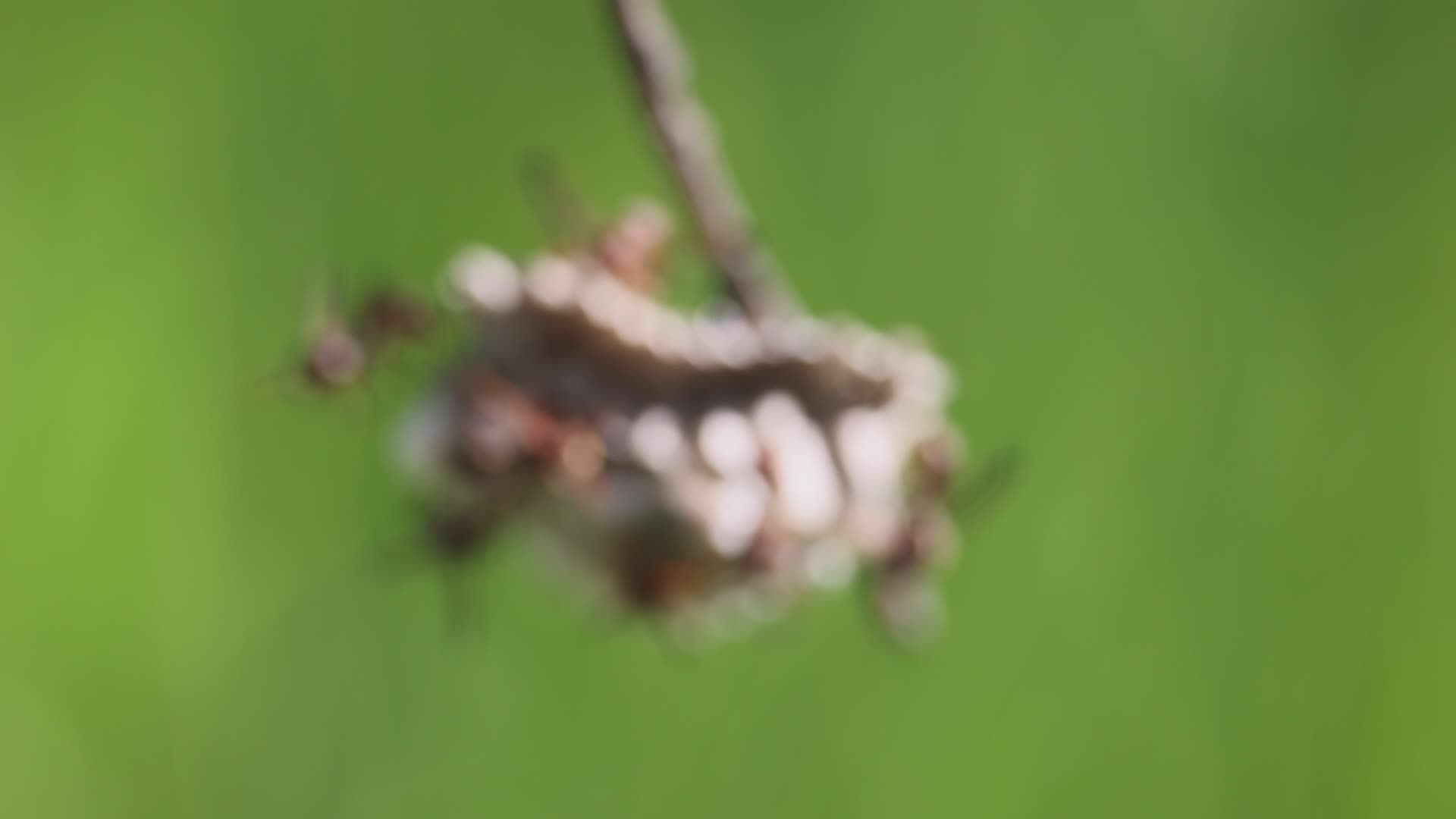 Close-Up of Active Wasps on Nest Free Stock Video Footage, Royalty-Free ...