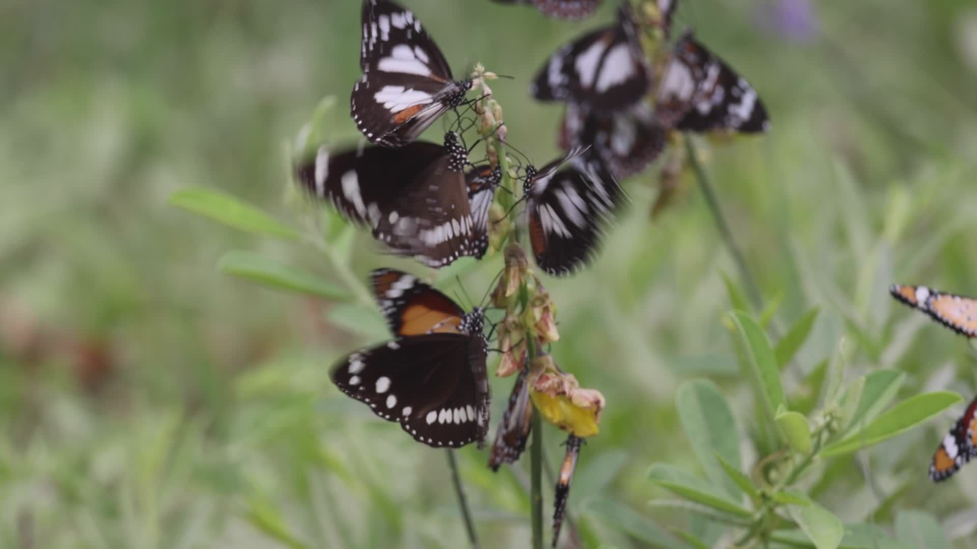 Captivating Slow Motion of Black Butterflies in Nature Free Stock Video ...