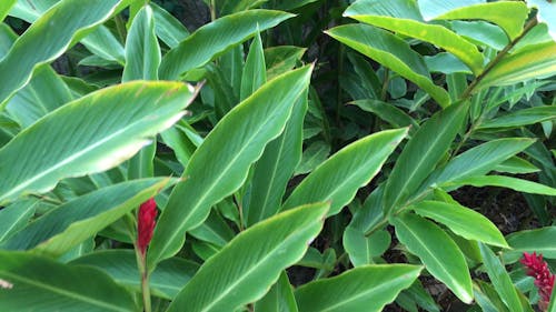 Vibrant Red Flowers Of A Plant 