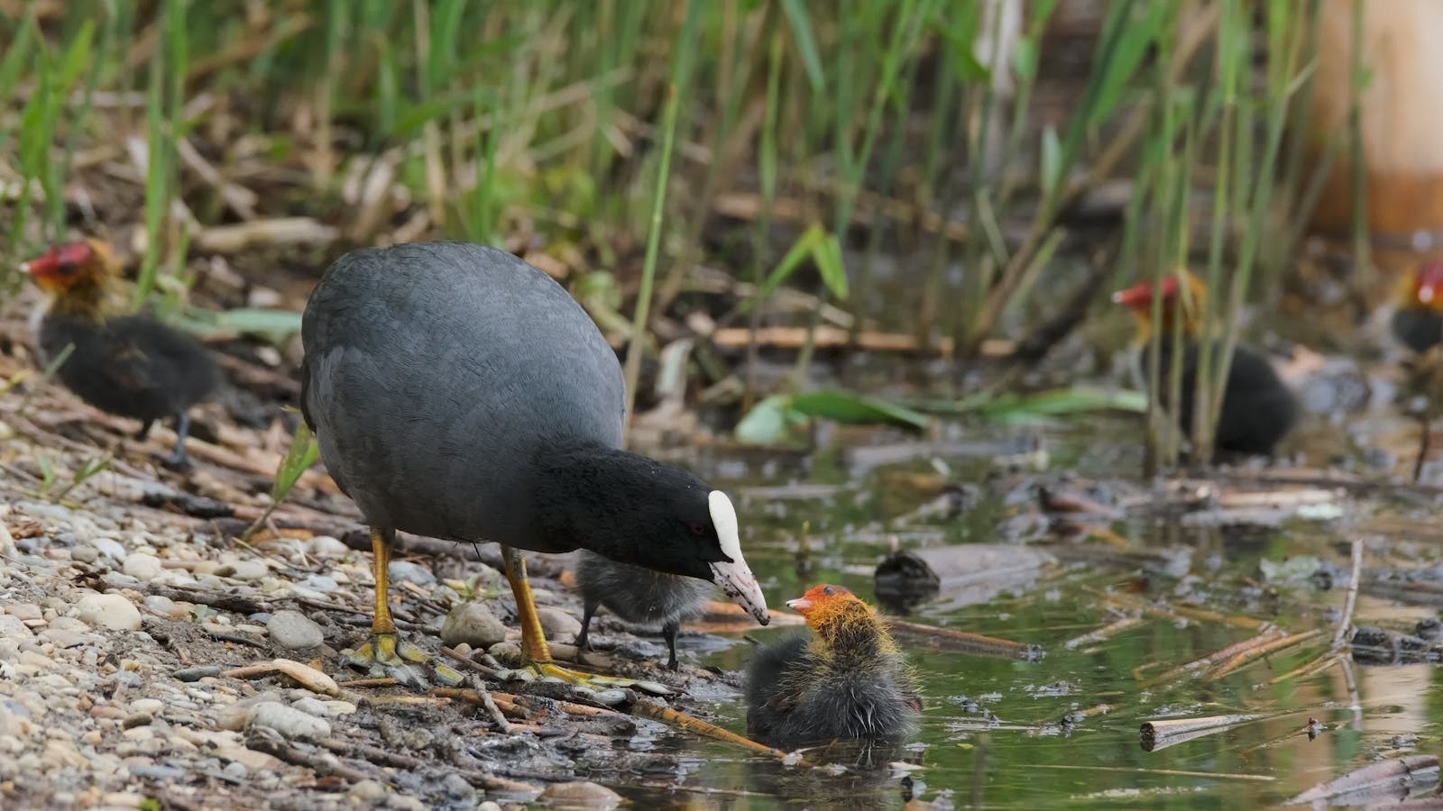 Black Woman Shitting Videos, Download The BEST Free 4k Stock Video Footage & Black Woman