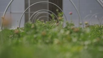 豌豆尖视频素材