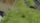 asparagus
