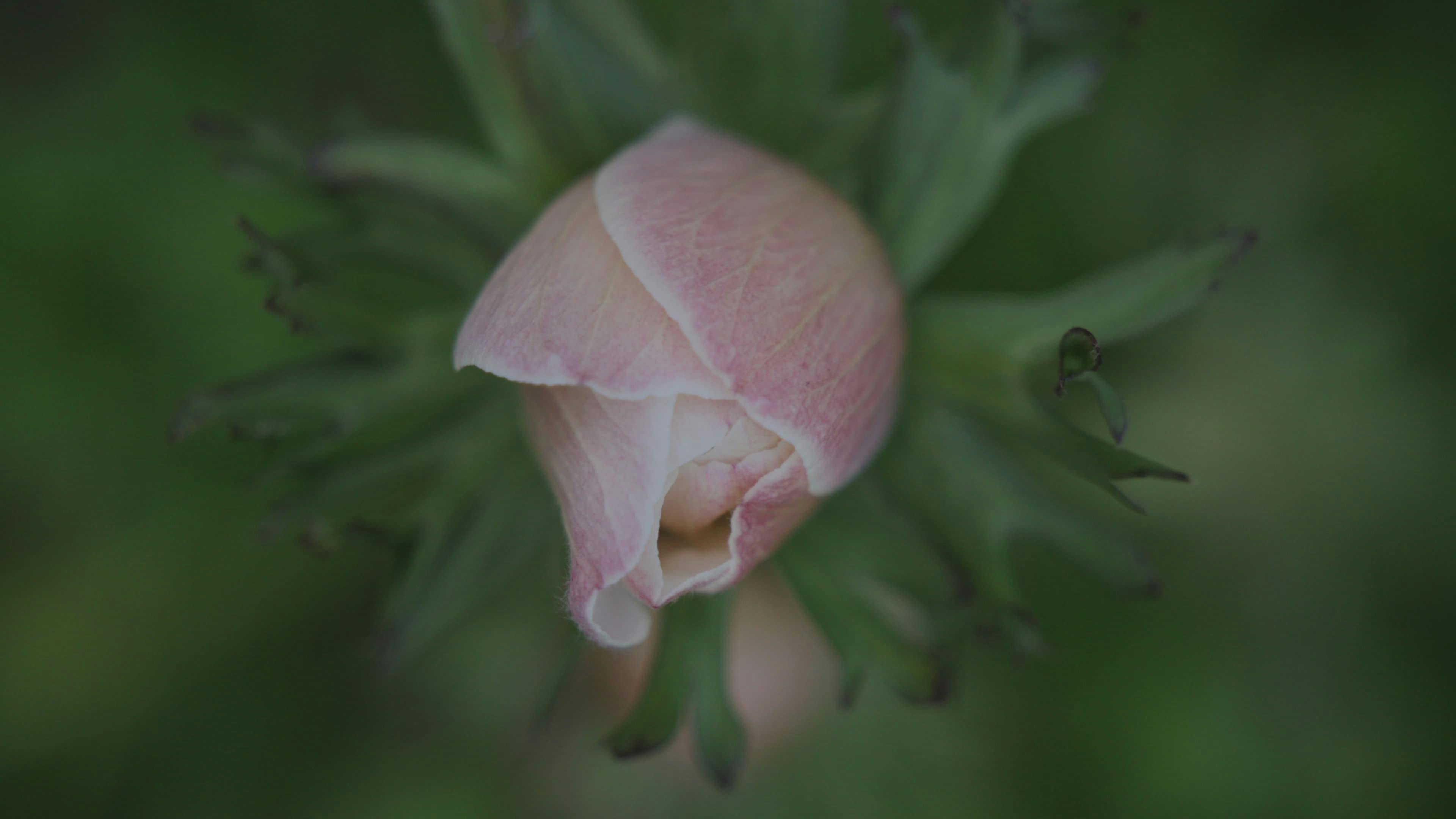 Laura Rose Videos, Download The BEST Free 4k Stock Video Footage & Laura Rose HD Video Clips