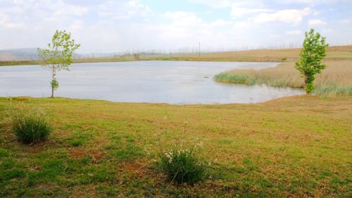 View Of A Pond Surrounded By Grass On A Windy Day