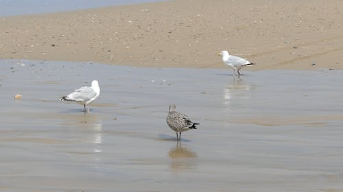 Seagull Resting And Drinking On The Seashore