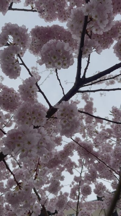Serene Aerial View of Cherry Blossom Trees Free Stock Video Footage ...