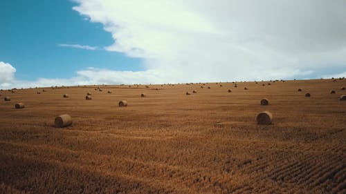 Roll Of Hays In Farm Field