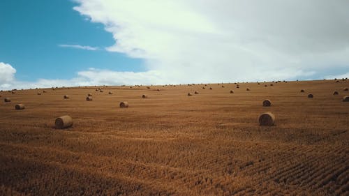 Рулон сена в поле фермы