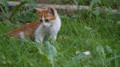 A Pet Kitten Resting And Trying To Catch Insect In The Grass