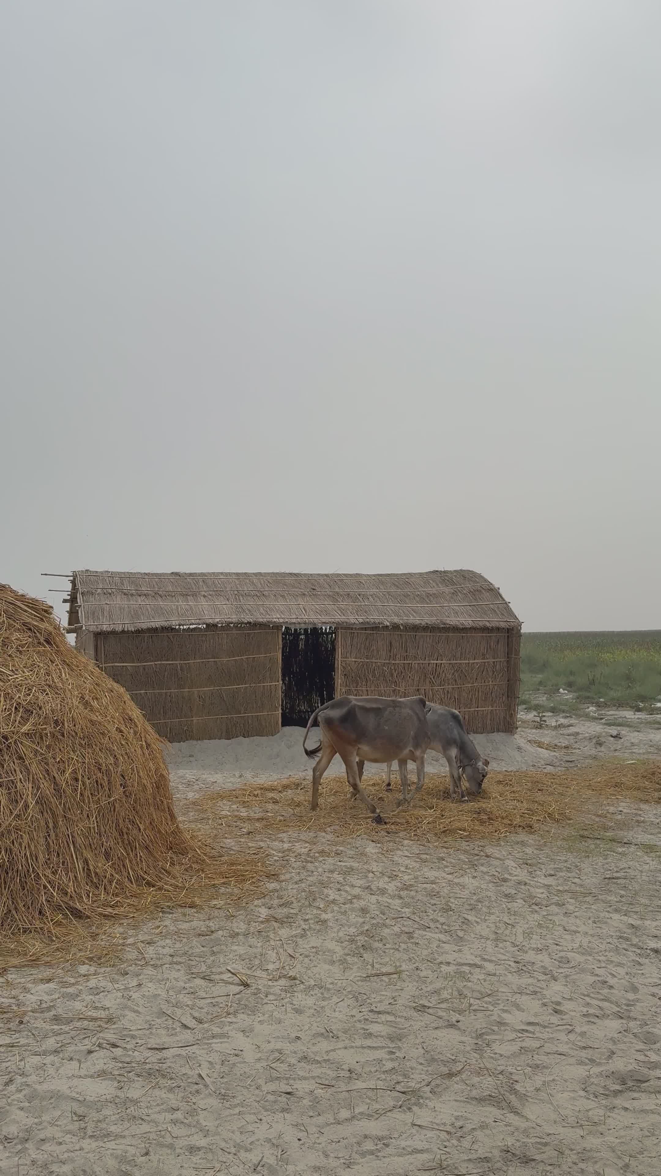 Rural Scene with Goats and Straw Hut Free Stock Video Footage, Royalty ...