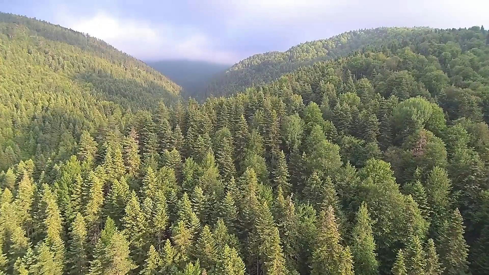 Mountain Ranges Covered By Dense Forest · Free Stock Video
