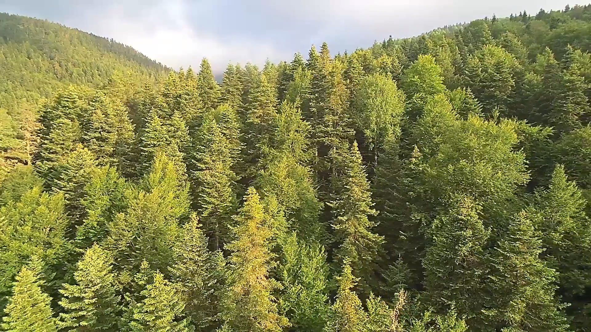Drone Footage Of Pine Trees In A Forest Free Stock Video Footage ...