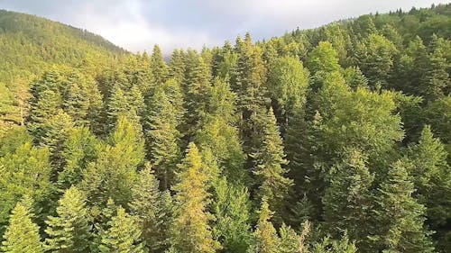 Drone Footage Of Pine Trees In A Forest