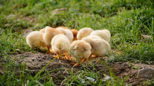 Chicks on the Ground