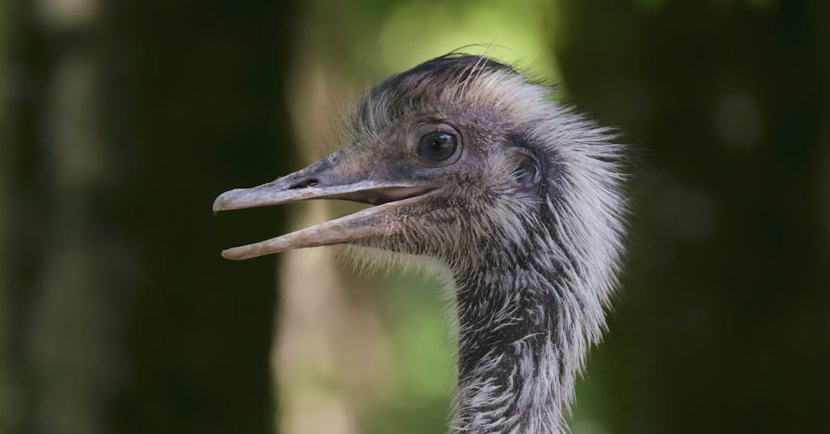Close-up of a Rhea Bird in Natural Habitat Free Stock Video Footage ...