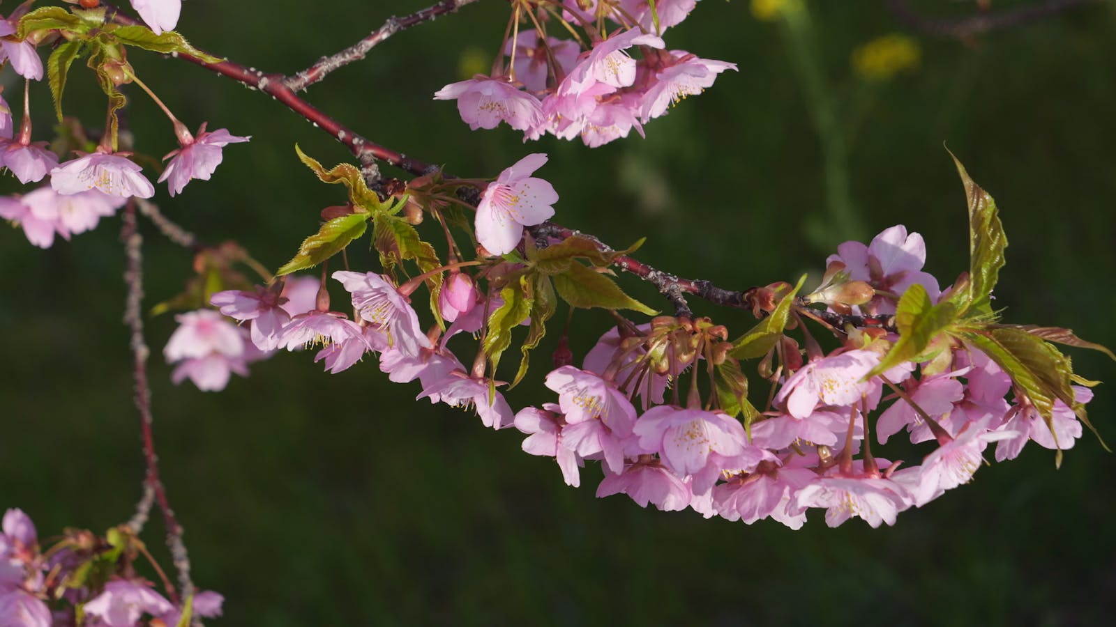 Japan Memorial Photoshoot Videos  The Best Free 4k Stock Video Footage And Japan Memorial