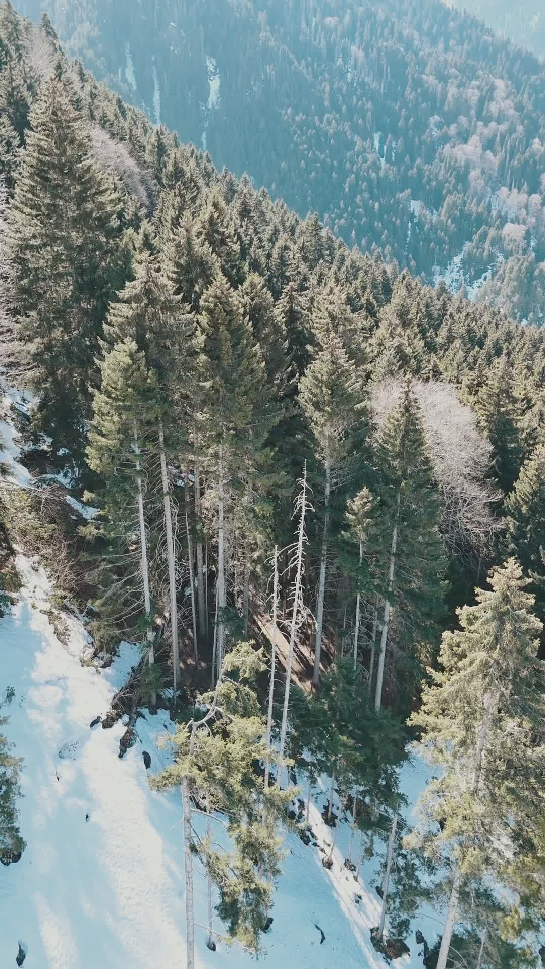 Aerial View of Snowy Pine Forest in Winter Free Stock Video Footage ...