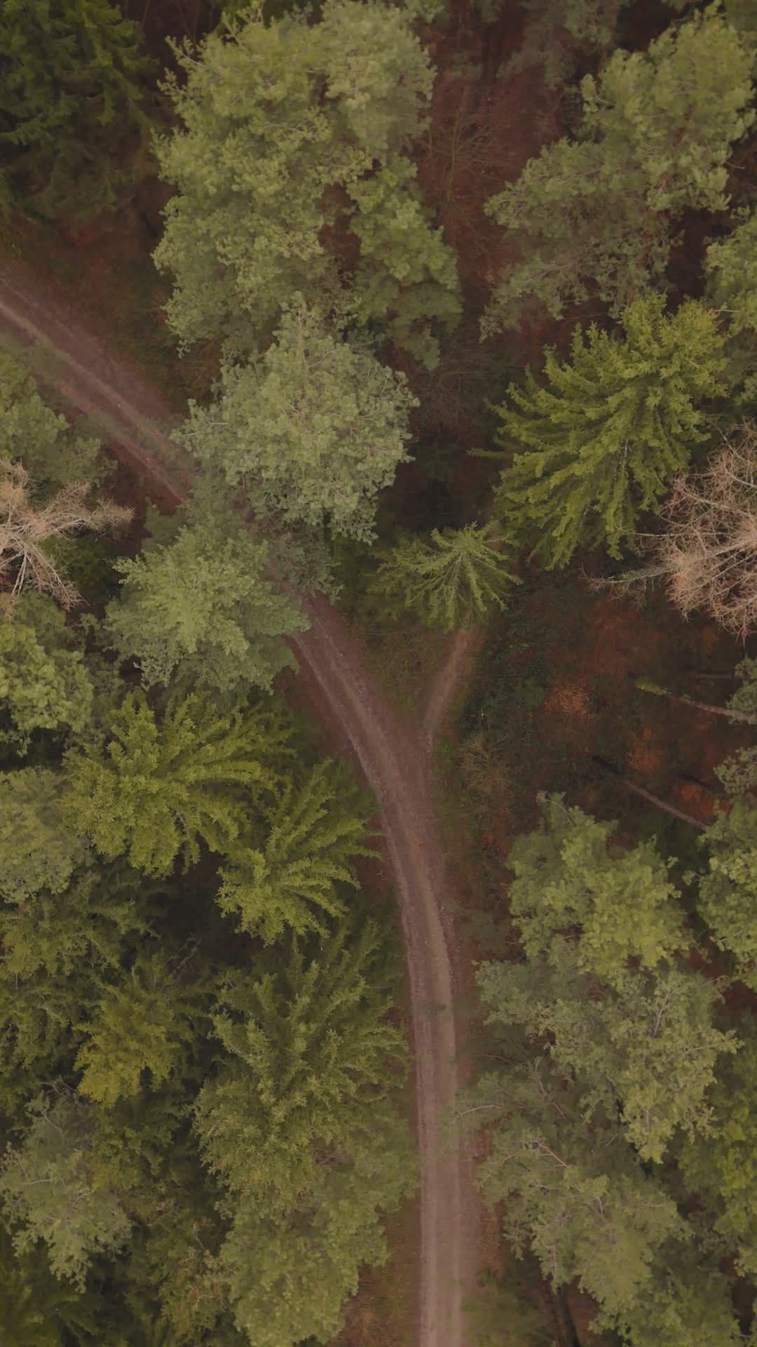 Aerial View of Serene Forest Path Free Stock Video Footage, Royalty ...
