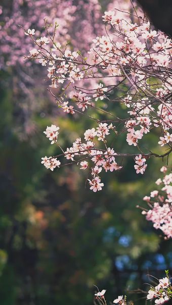 樱花竖屏免费下载视频素材