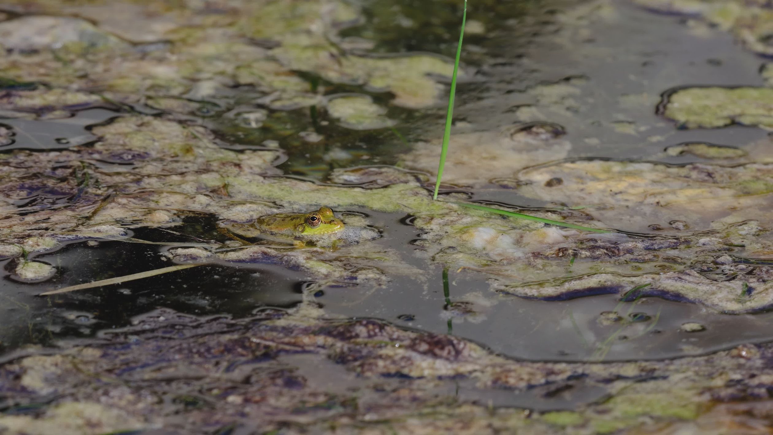 Una Rana Atrapando Insectos En Un Lago · Vídeo de stock gratuito