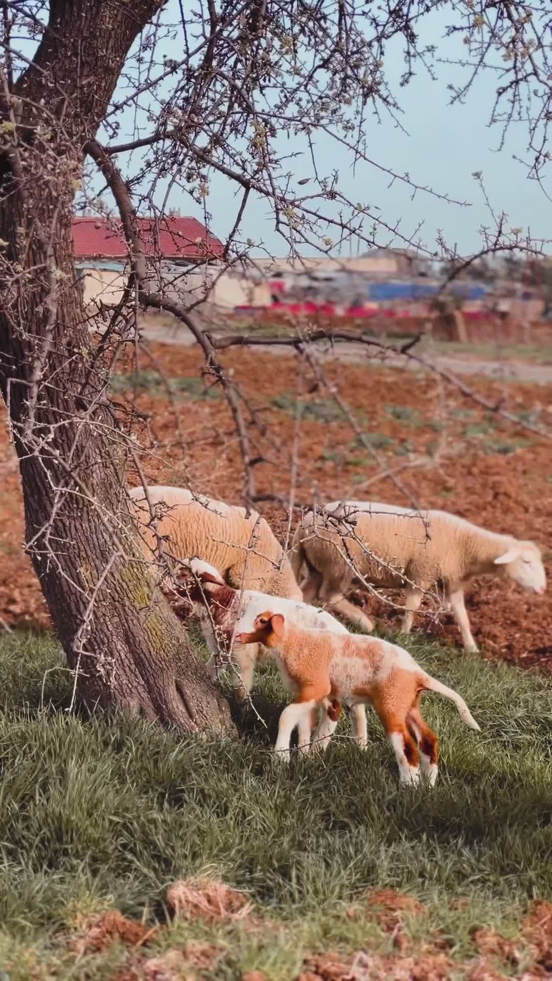 Sheep Grazing Under a Lonely Tree in Open Field Free Stock Video ...