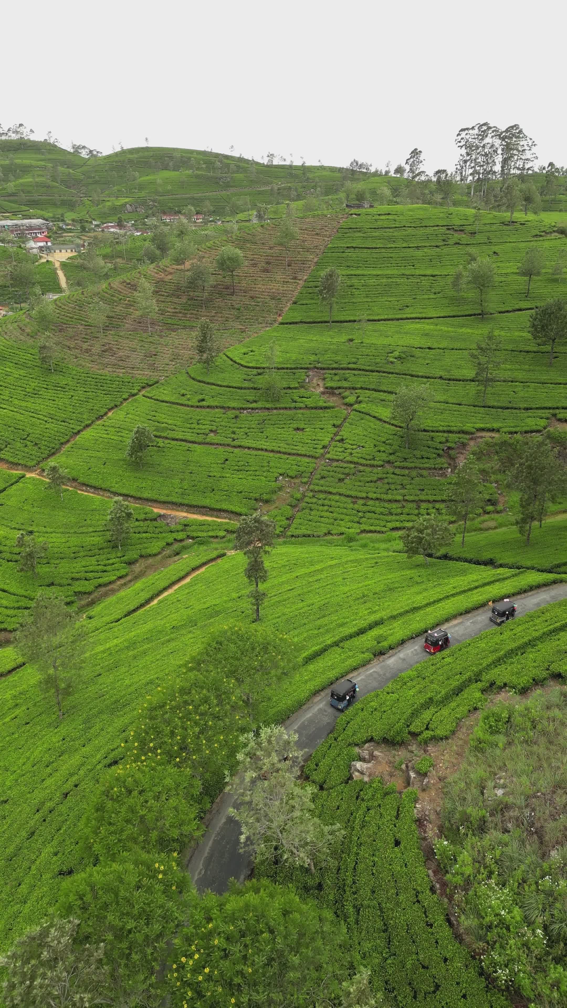 Scenic View of Lush Green Rice Terraces Free Stock Video Footage ...