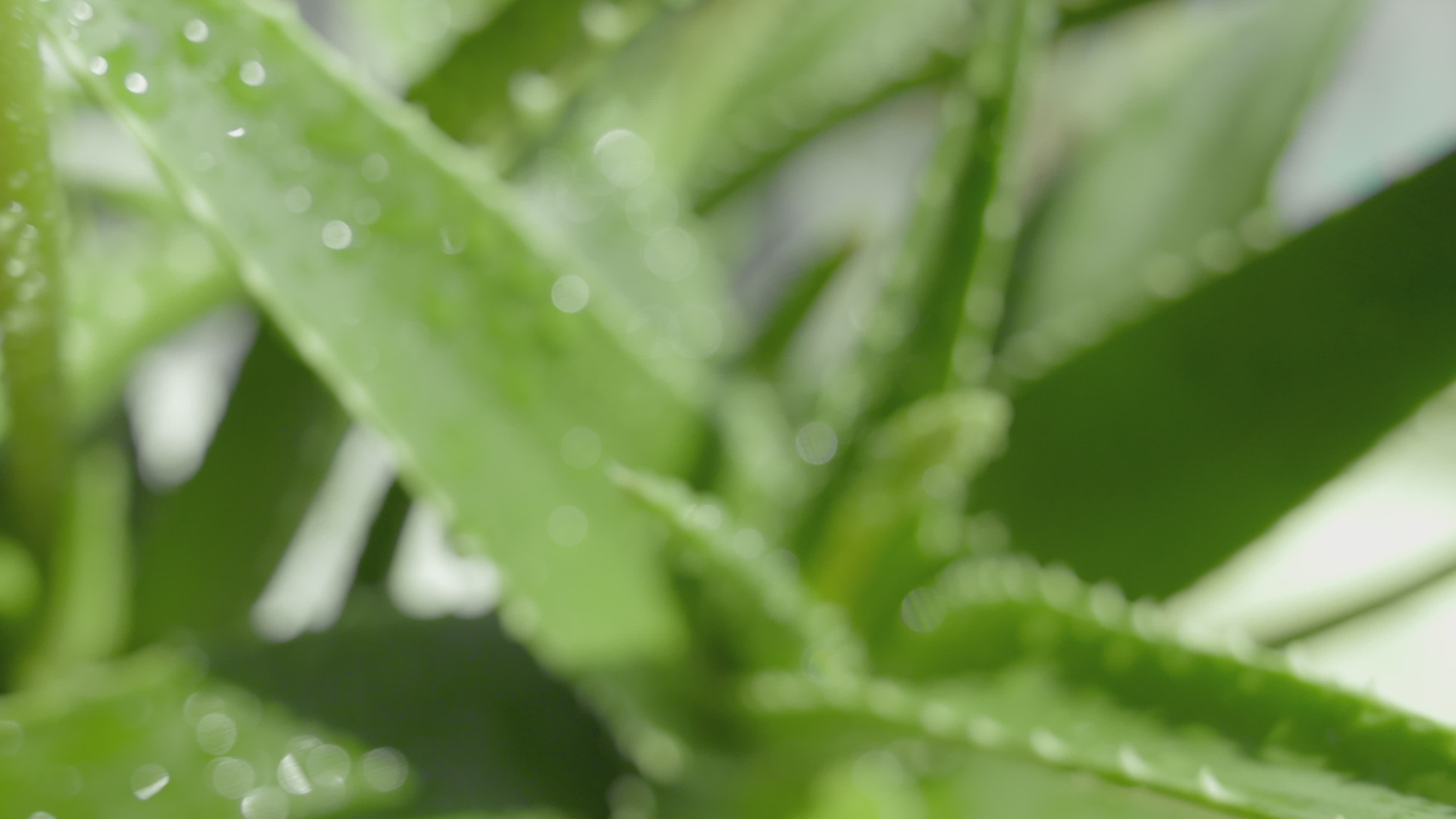 Aloe Vera Videos, Download The BEST Free 4k Stock Video Footage & Aloe Vera  HD Video Clips
