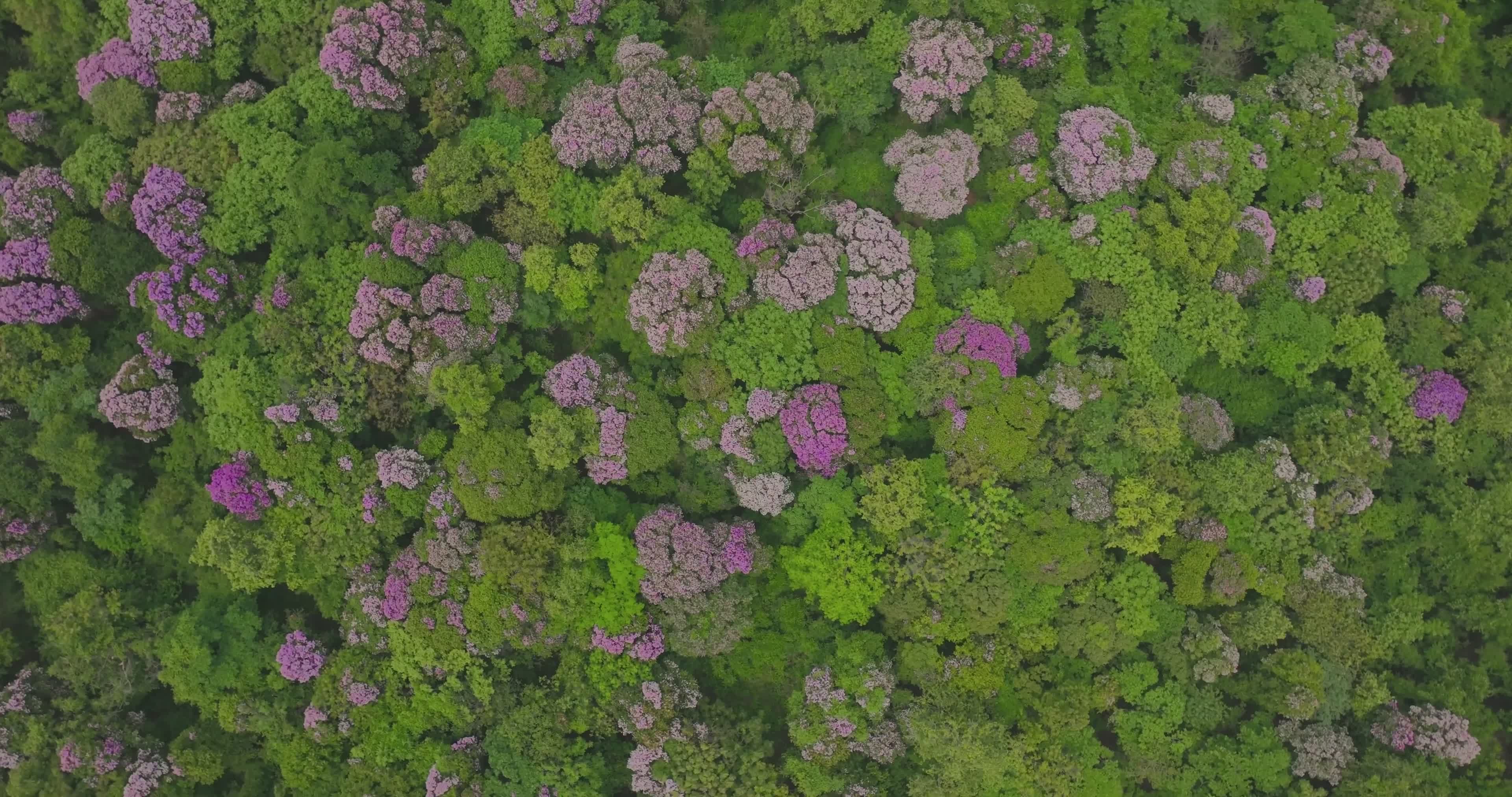 Lush Aerial View of Tropical Rainforest Free Stock Video Footage ...